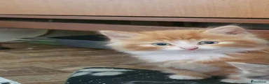 Mixed Breed 1