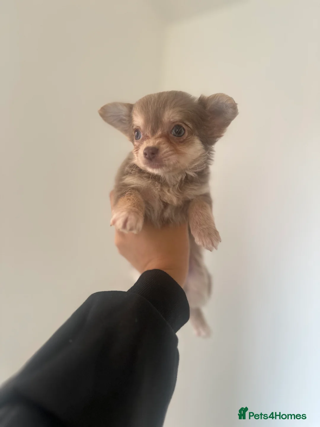 Chihuahua dogs for sale: Gorgeous Chihuahua girls - Advert 10