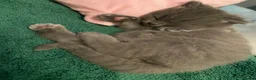 British Shorthair cats for sale: Amazing Pedigree British Shorthair Kittens  - Advert 11