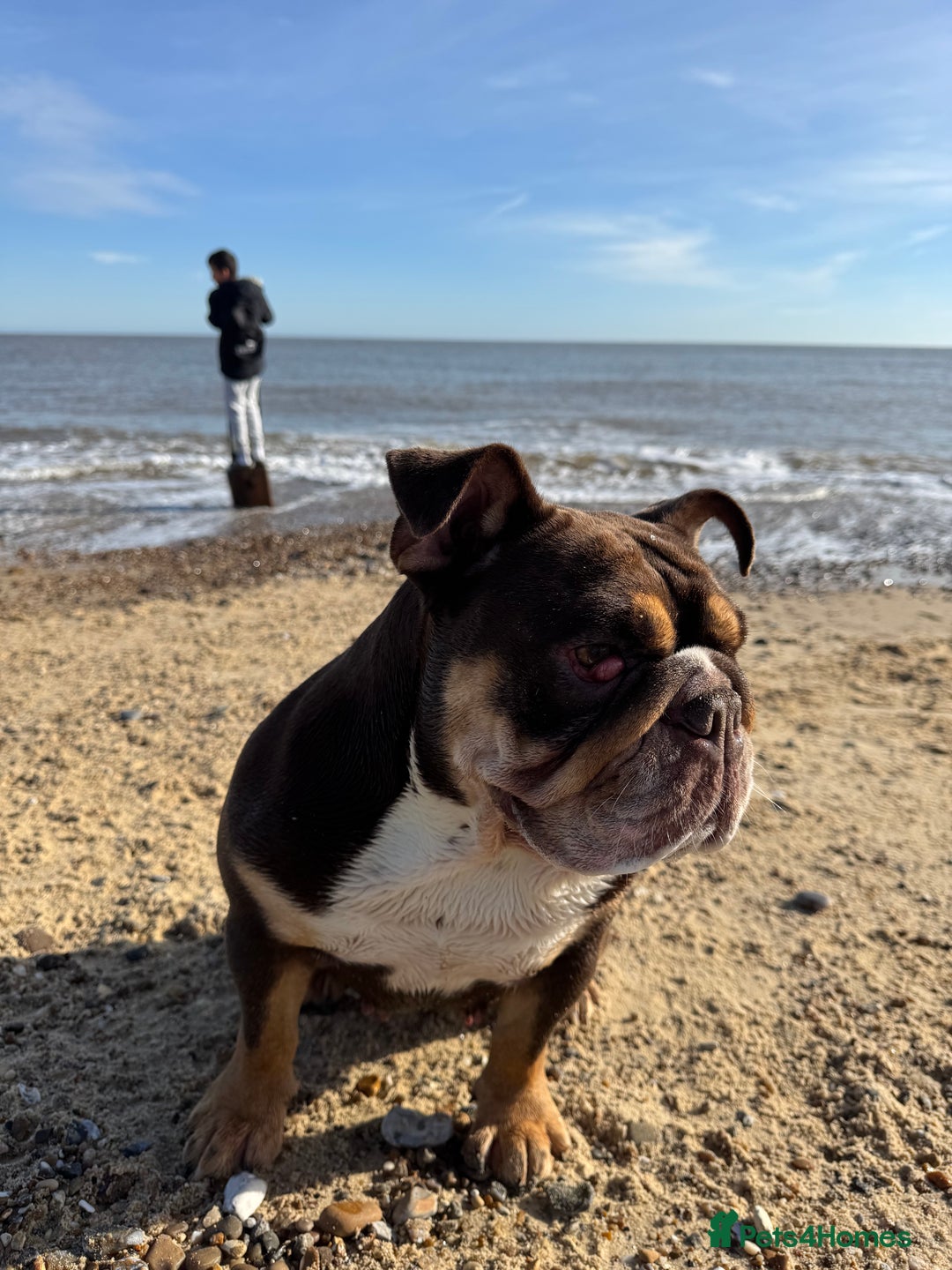 English Bulldog dogs for sale: Looking for my new home - Advert 3