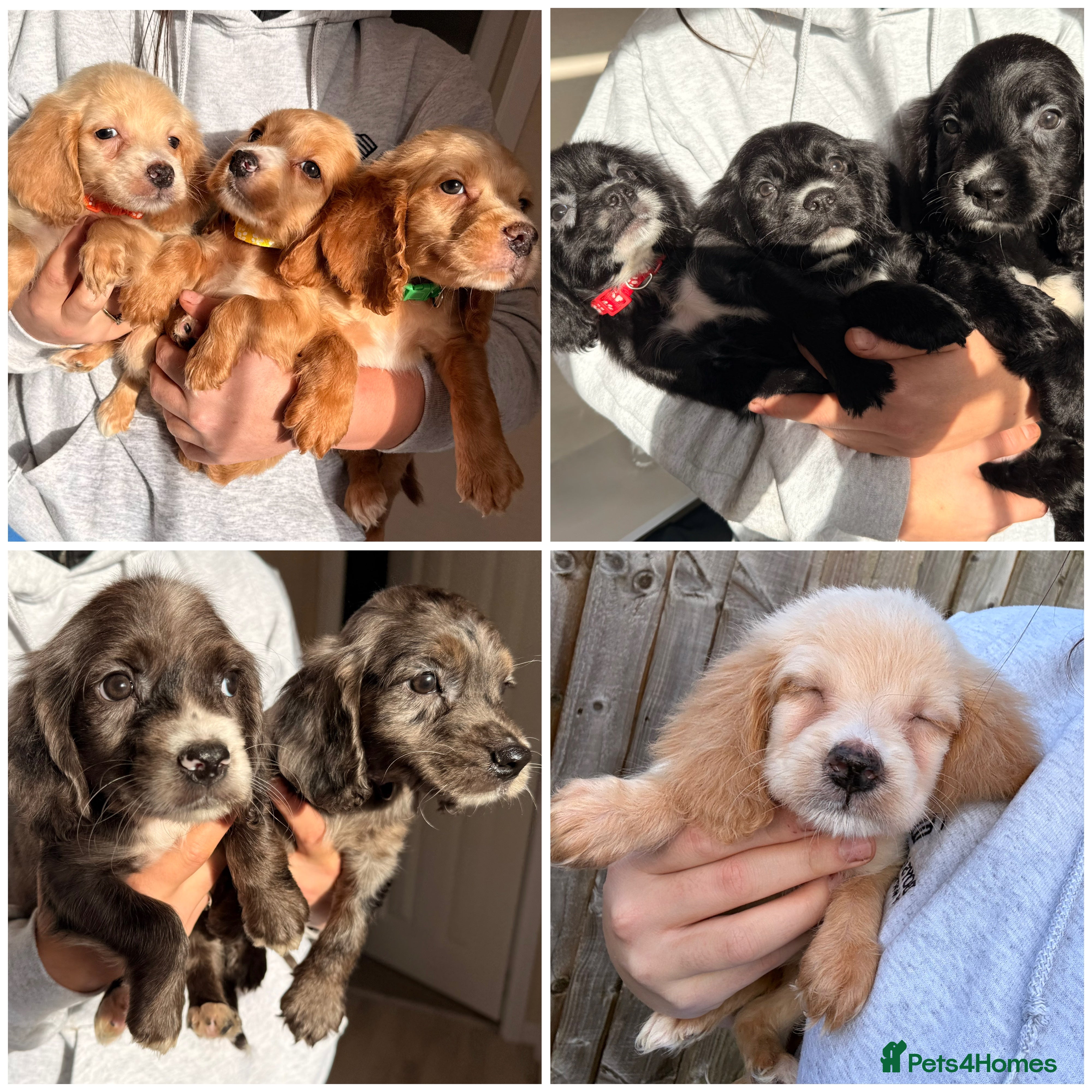 Cocker Spaniel dogs ⭐️READY TO LEAVE 05/02/26⭐️ - Advert 2