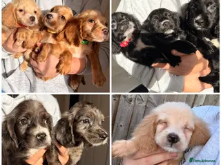 Cocker Spaniel dogs ⭐️READY TO LEAVE 05/02/26⭐️ - Advert 1