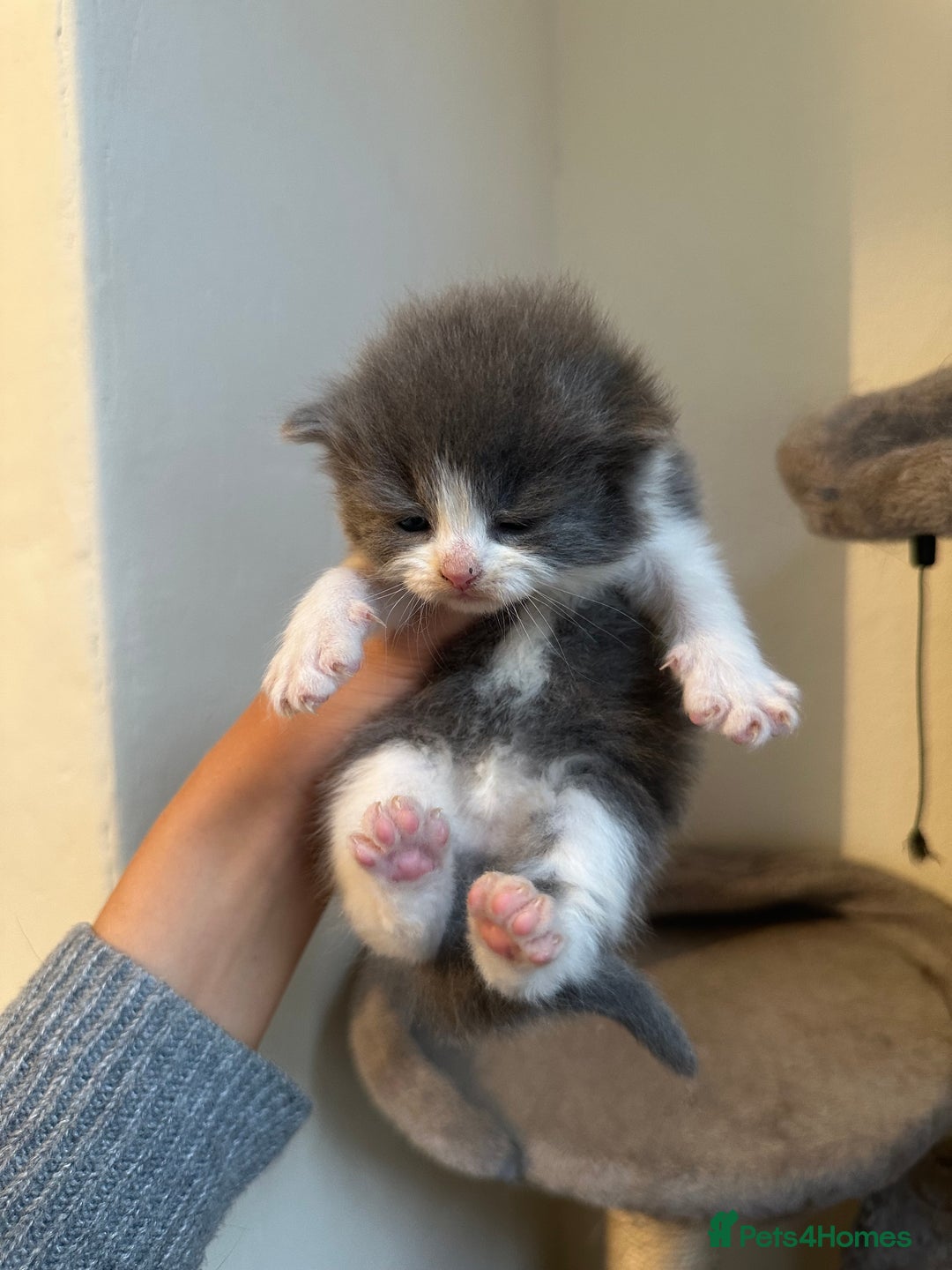 Ragdoll cats for sale: 7 ragdol mix kittens for sale - Image 3
