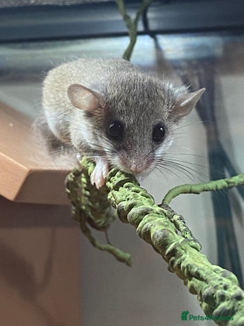 Mouse rodents - Advert 1