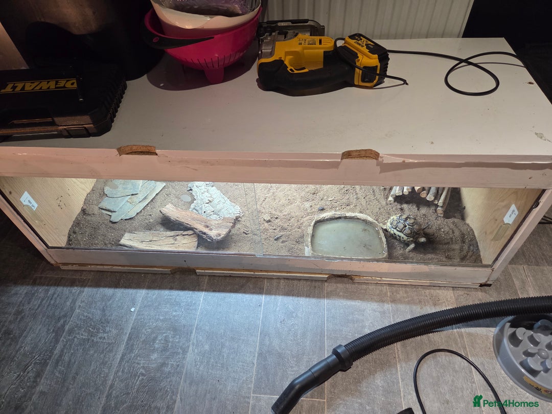 Tortoise reptiles for sale: Leopard toitoise - Advert 5