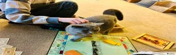 British Shorthair cats for sale: GCCF Registered British Shorthair Kittens - Advert 7