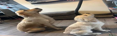 Golden Retriever 1
