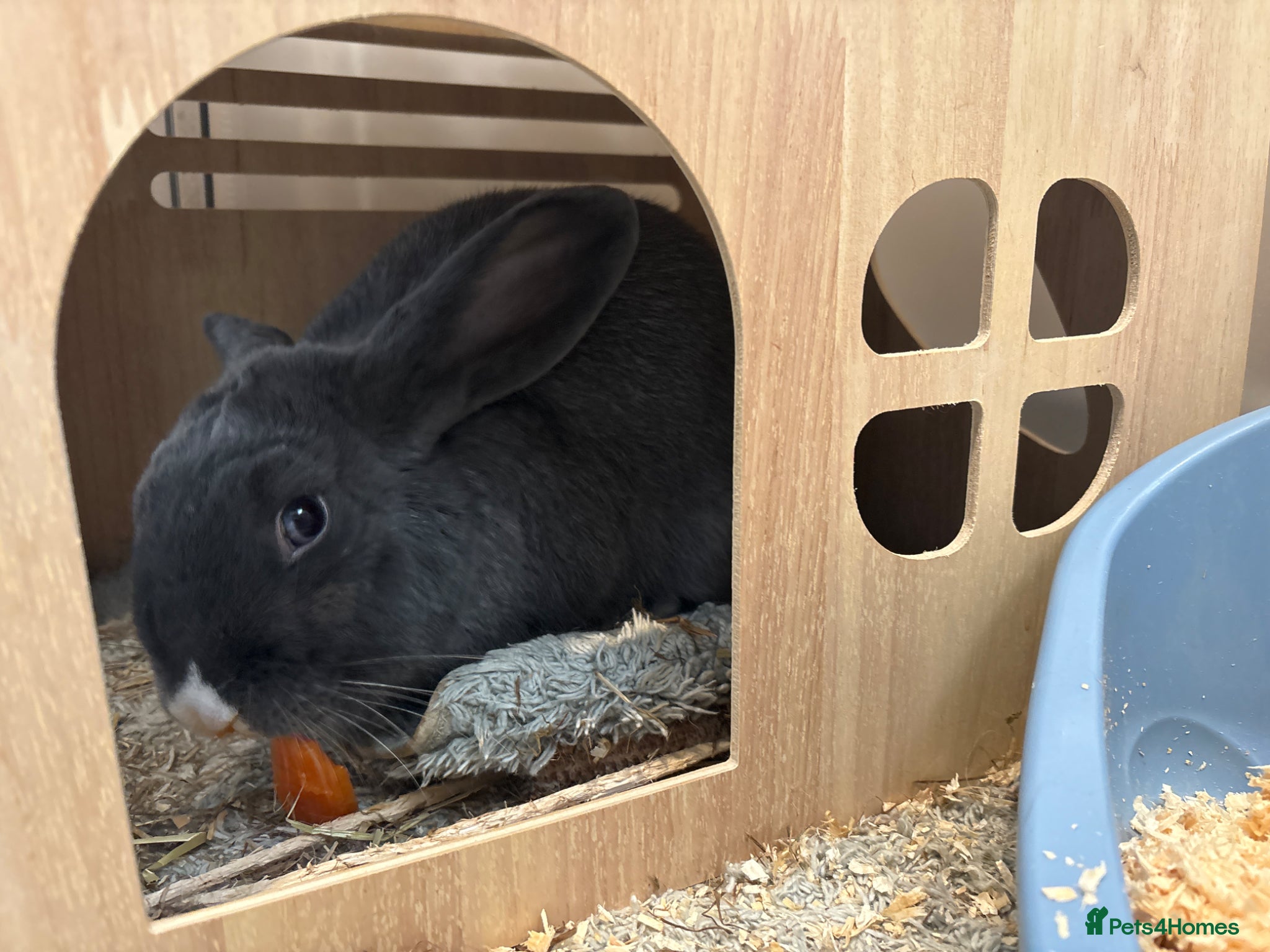 Mixed Breed rabbits Indoor male Rabbit for sale  - Advert 5