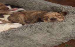 Cocker Spaniel dogs for sale: 5 beautiful working cocker spaniels 3 boys 2 girls - Image 12