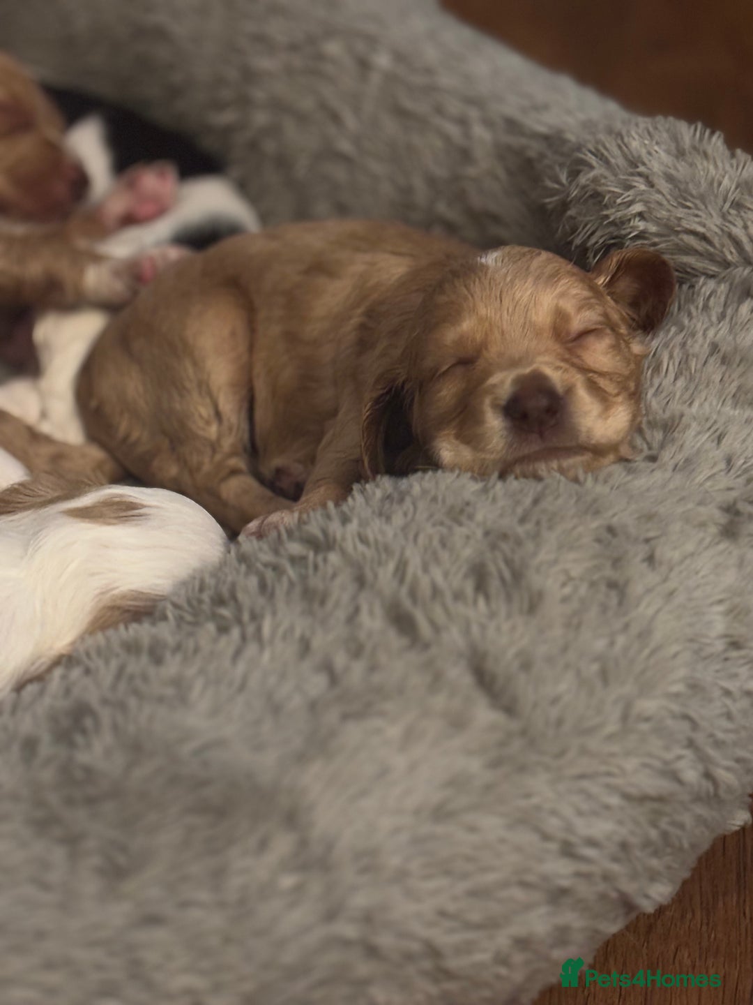Cocker Spaniel dogs for sale: 5 beautiful working cocker spaniels 3 boys 2 girls - Image 12