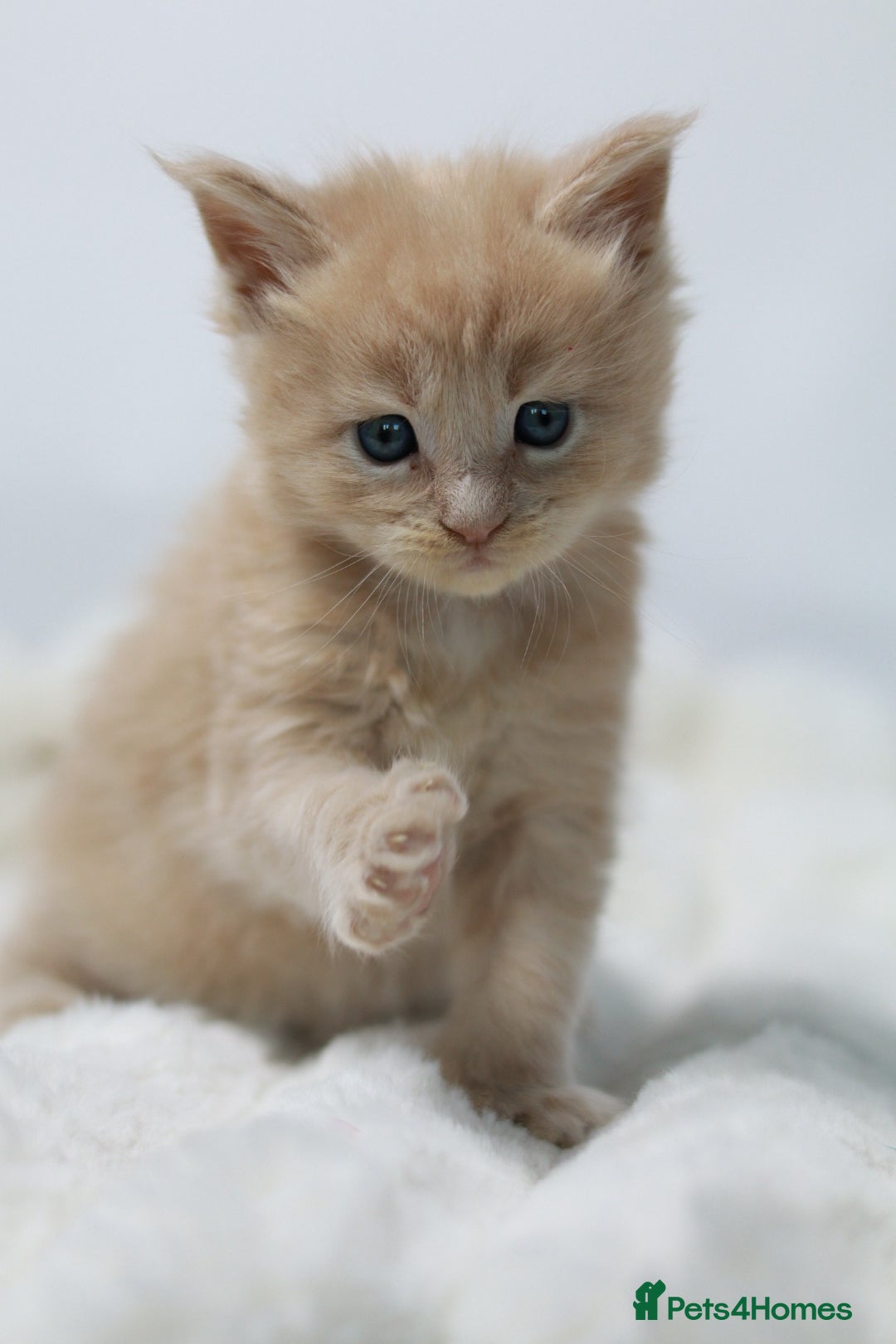 Maine Coon cats for sale: Rare Red Female Maine Coon – TICA Registered - Advert 10