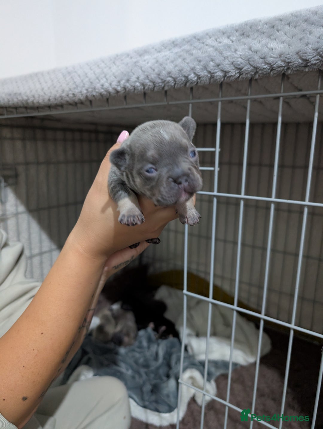 French Bulldog dogs for sale: French dog for sale  - Image 7