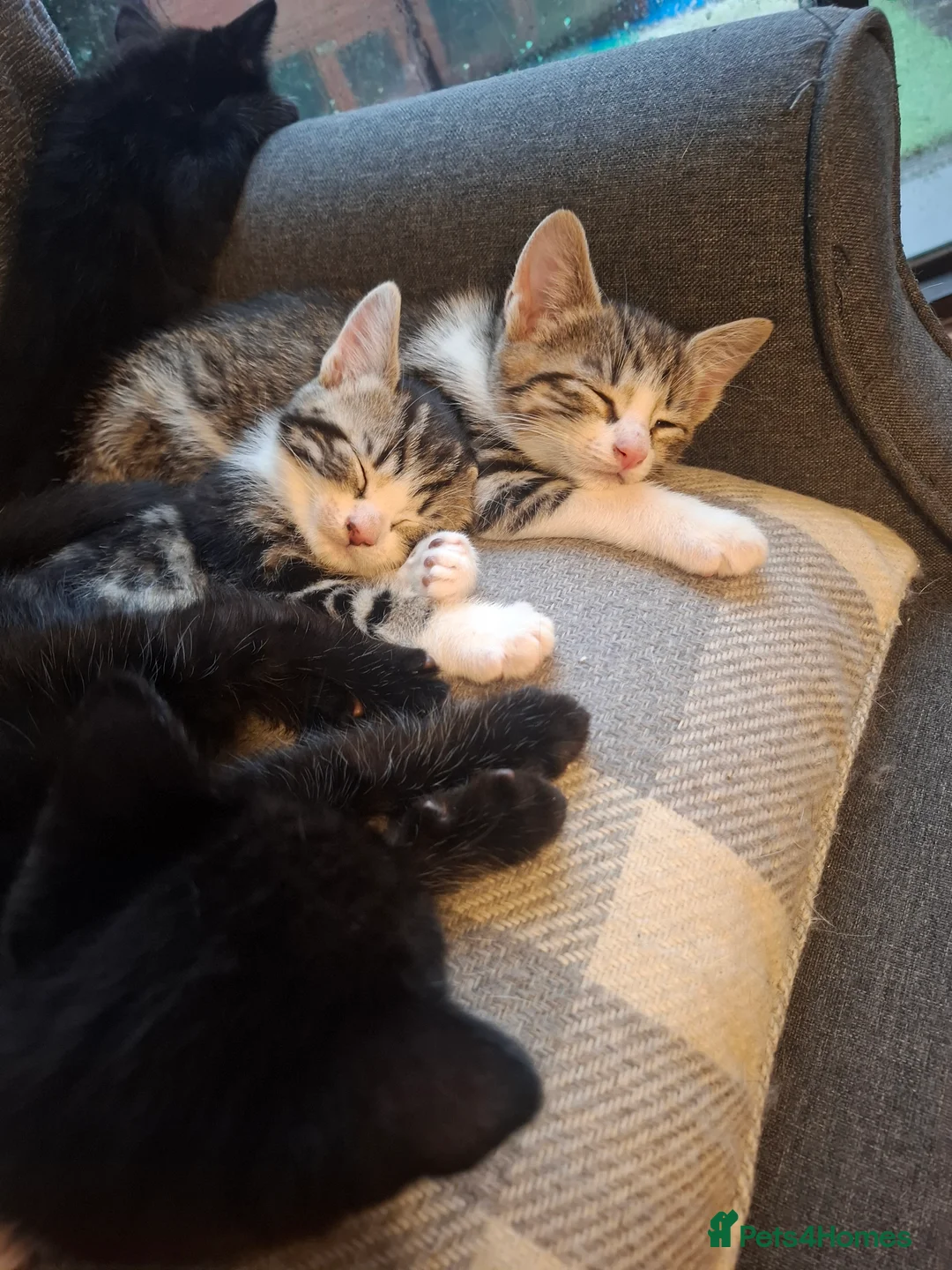 Mixed Breed cats for sale: 4 beautiful kittens - Advert 7