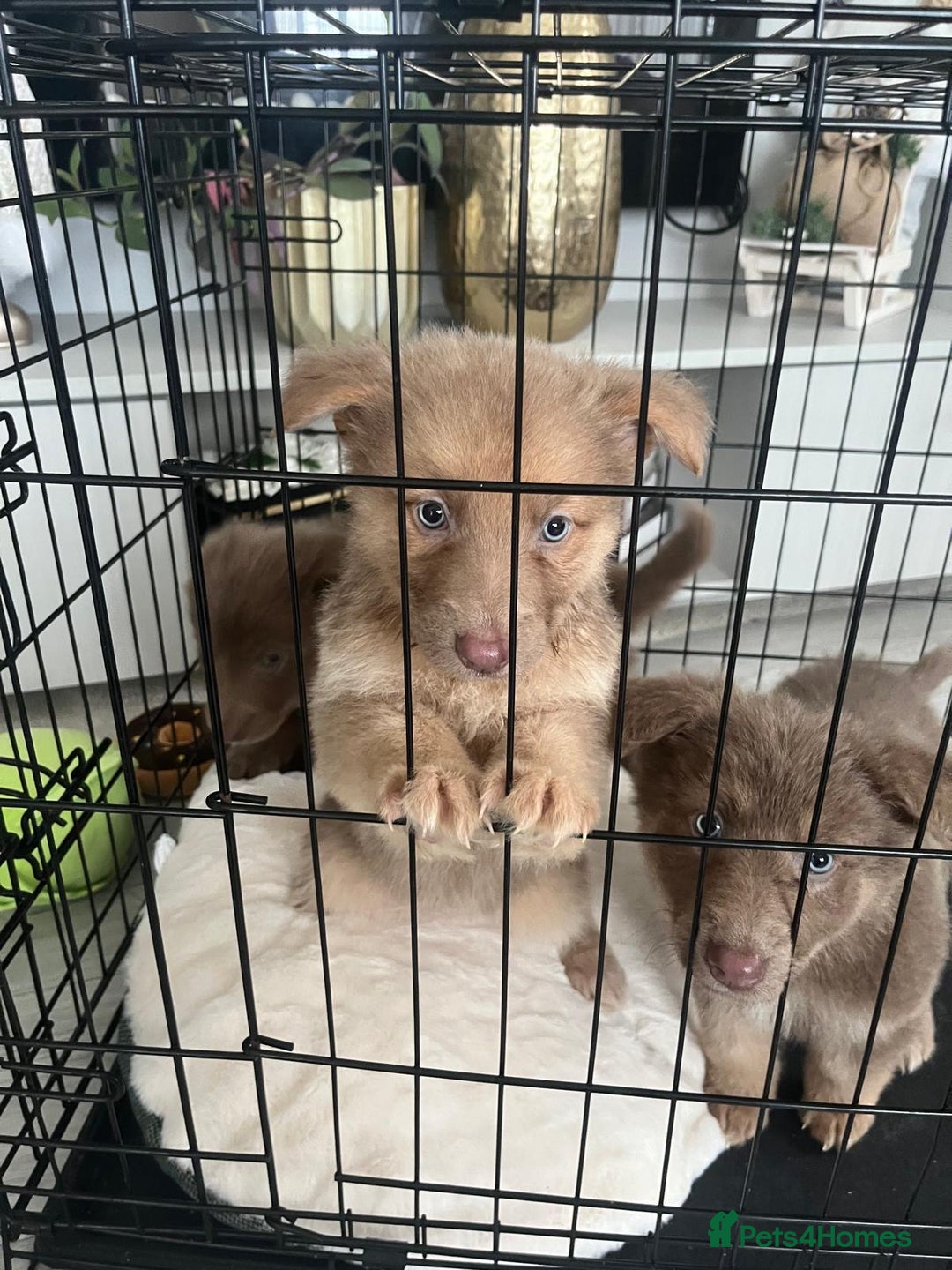 German Shepherd dogs for sale: Working KC GSD German shepherd puppies  - Advert 16