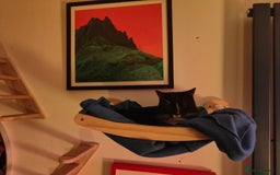 American Shorthair cats for sale: Year Old Male Tuxedo - Dwizzle - Image 1