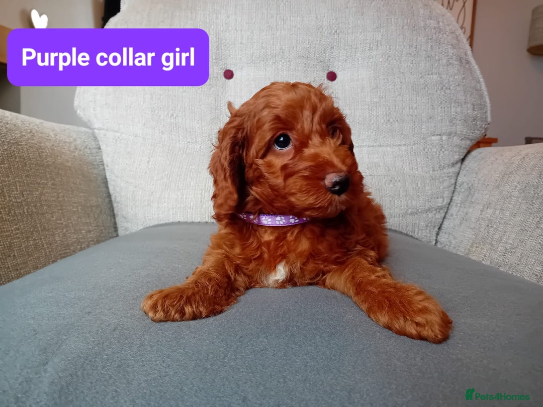 Cockapoo dogs for sale: Dark red F1b Cockapoos - Image 18