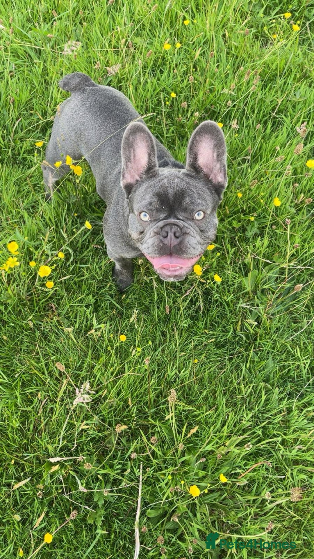 French Bulldog dogs for stud: French bulldog for stud - Advert 6