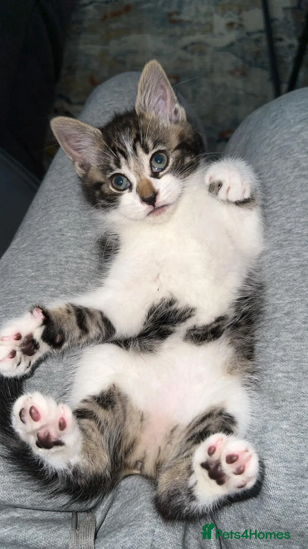 Domestic Shorthair cats for sale: Cute tabby kitten - Advert 2