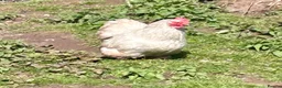 Chickens poultry for sale: Lavender pekins  in Lydney - Advert 1