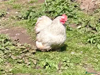 Chickens poultry Lavender pekins - Advert 2