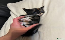 Mixed Breed cats for sale: 3 cutie kittens with fluffy tails  - Image 2