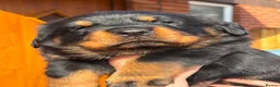 Rottweiler dogs for sale: 3 big chunky Rottweiler pups - Advert 10