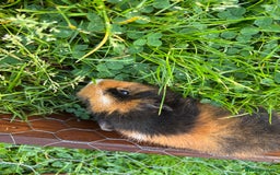 Guinea Pig rodents for sale: “4 Adorable Female Guinea Pigs with Hutch & Access - Image 3