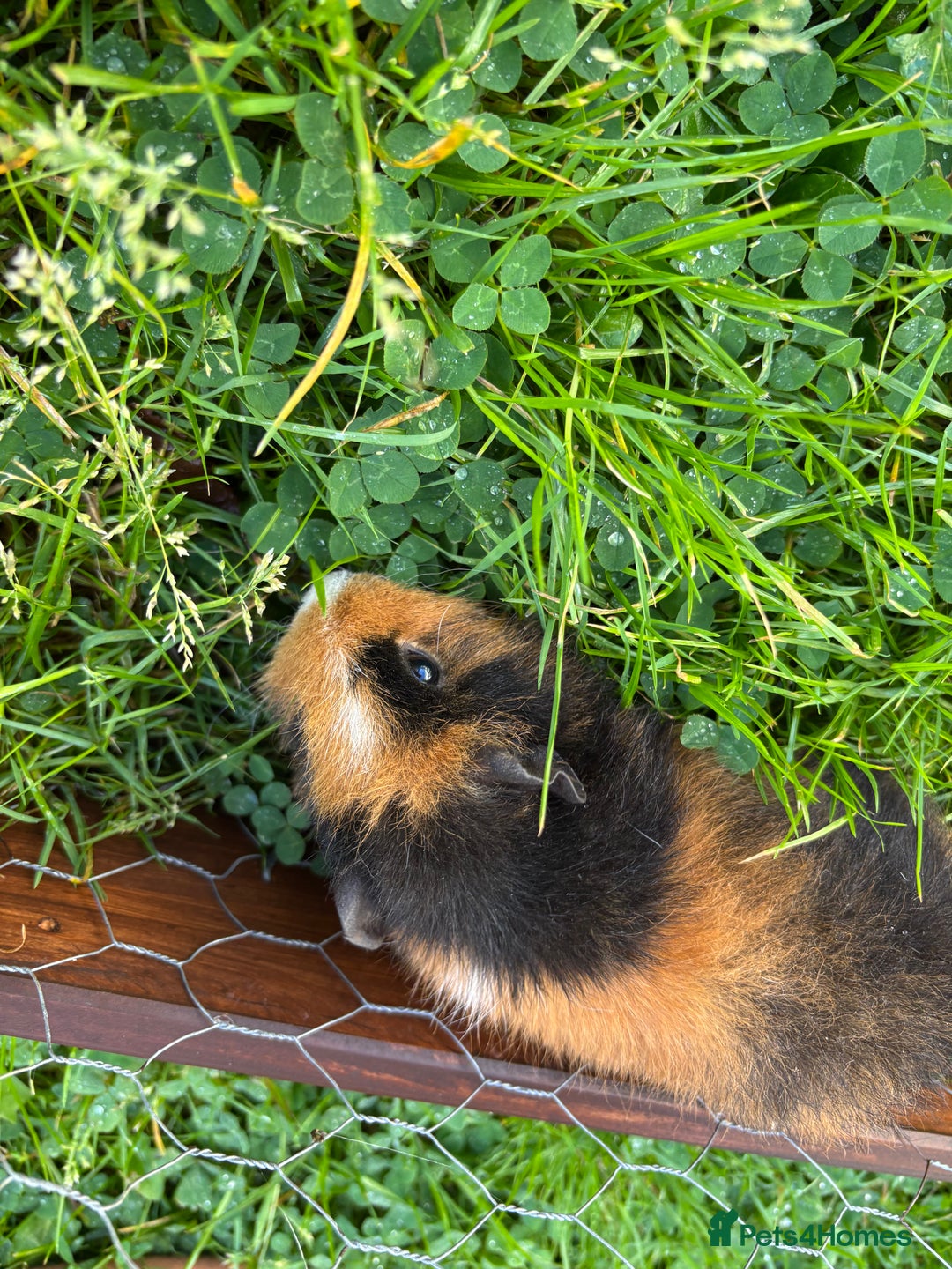 Guinea Pig rodents for sale: “4 Adorable Female Guinea Pigs with Hutch & Access - Image 3