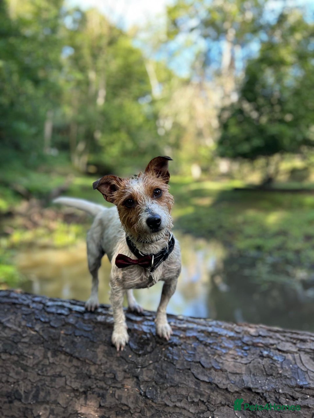 Mixed Breed dogs for sale: Dachshund x Jack russell puppies  - Advert 1