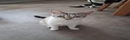 Mixed Breed cats for sale: Kittens looking for new home - Advert 2