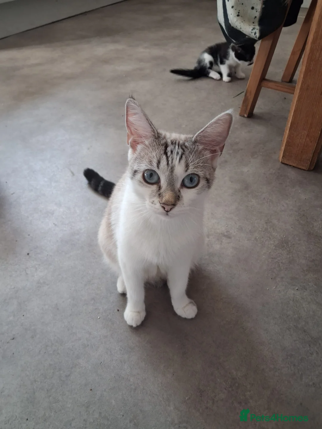 Mixed Breed cats for sale: Kittens looking for new home - Advert 2