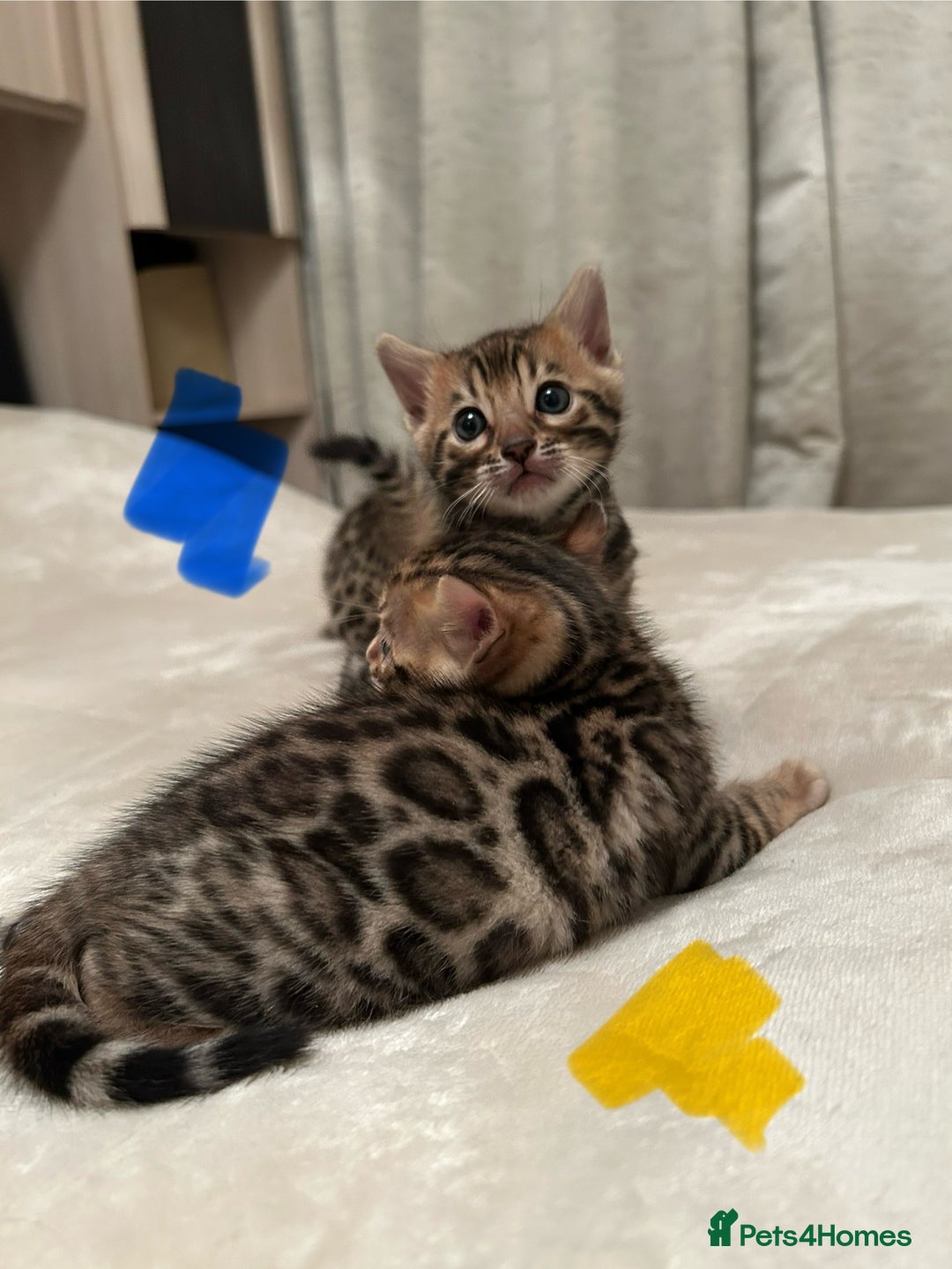 Bengal cats for sale: ❤️ Stunning Bengal Kittens for Reservation ❤️ - Advert 16
