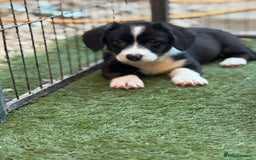 Welsh Corgi Cardigan dogs for sale: Welsh Cardigan Corgis Puppies - Image 11