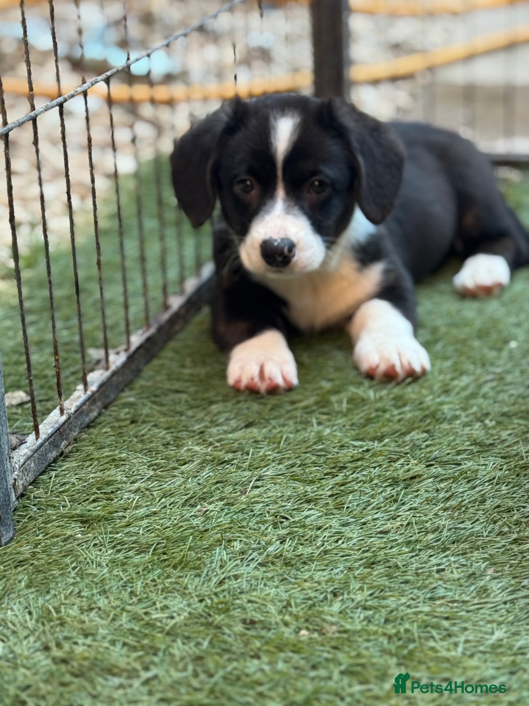 Welsh Corgi Cardigan dogs for sale: Welsh Cardigan Corgis Puppies - Image 11