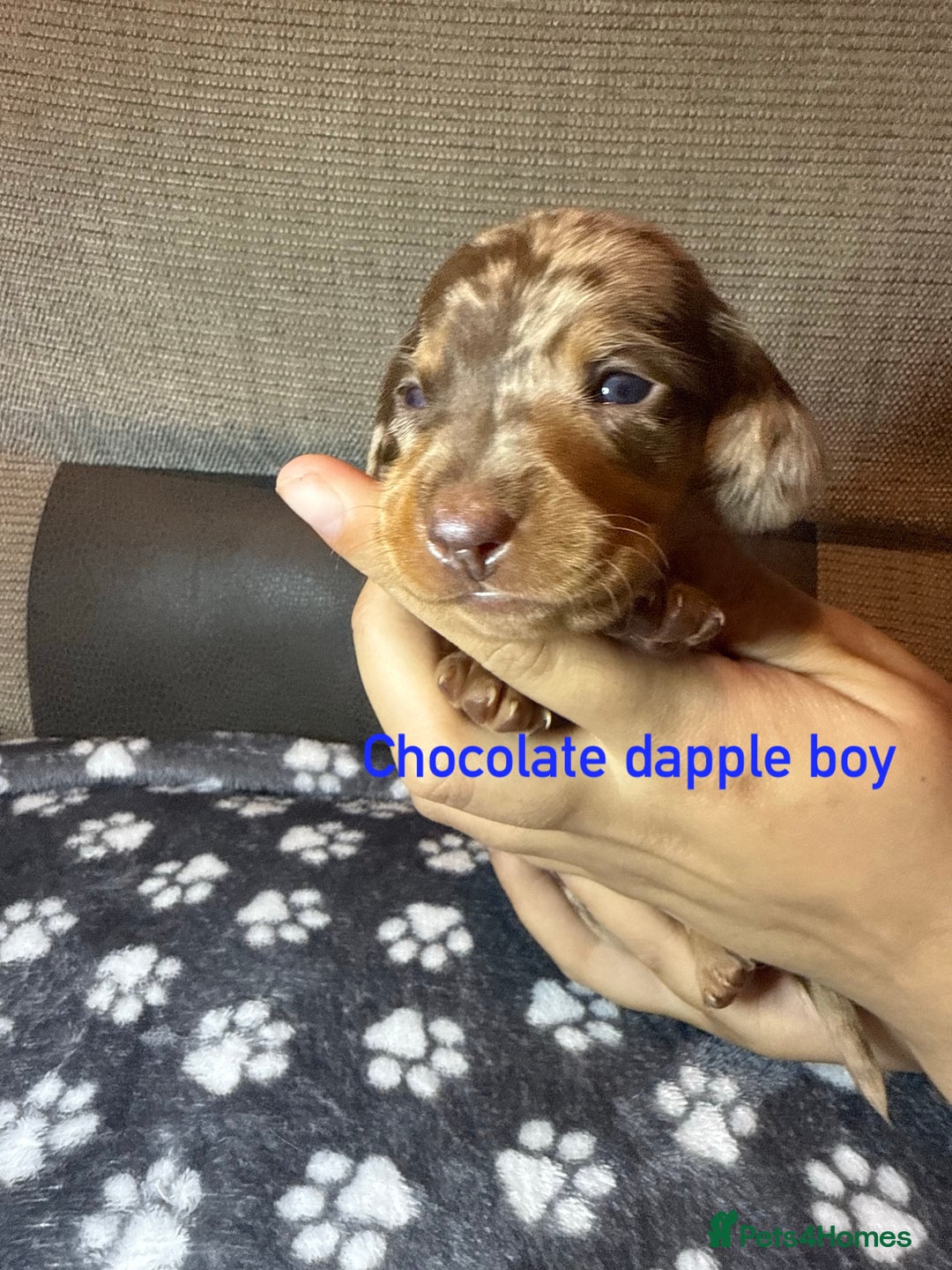 Miniature Dachshund dogs for sale: 7 beautiful miniature dachshund puppies for sale - Image 9