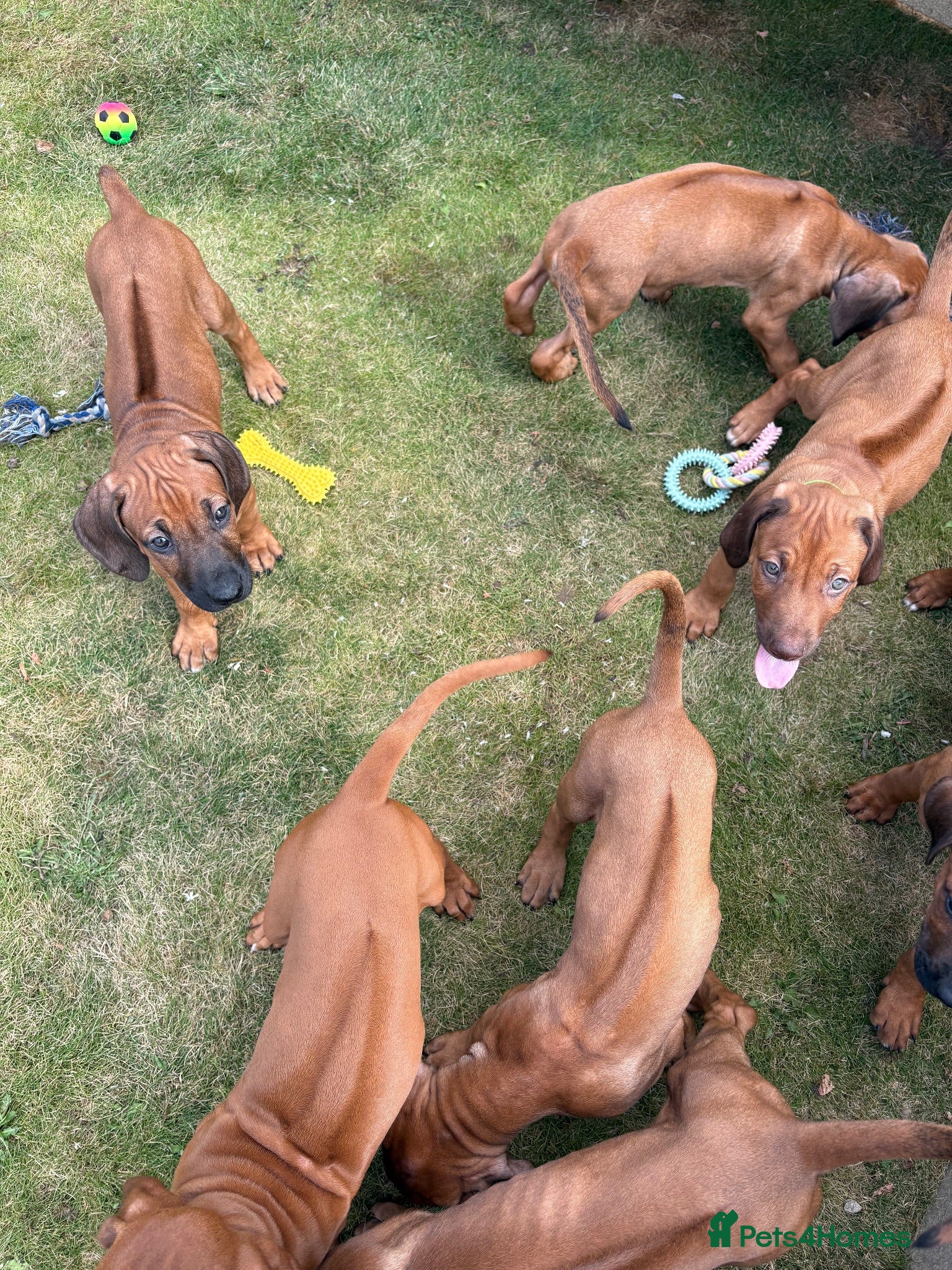 Rhodesian Ridgeback dogs Rhodesian Ridgeback puppies, health tested kc reg - Advert 2