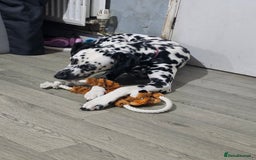 Dalmatian dogs for sale: Beautiful female dalmatian  - Image 7