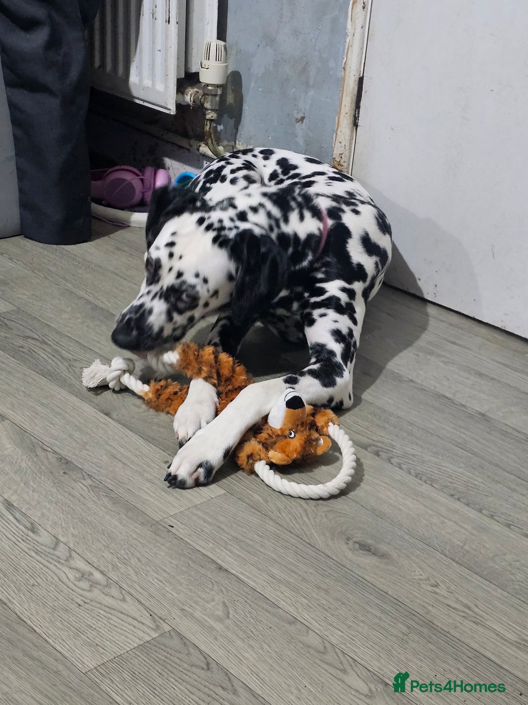 Dalmatian dogs for sale: Beautiful female dalmatian  - Image 7