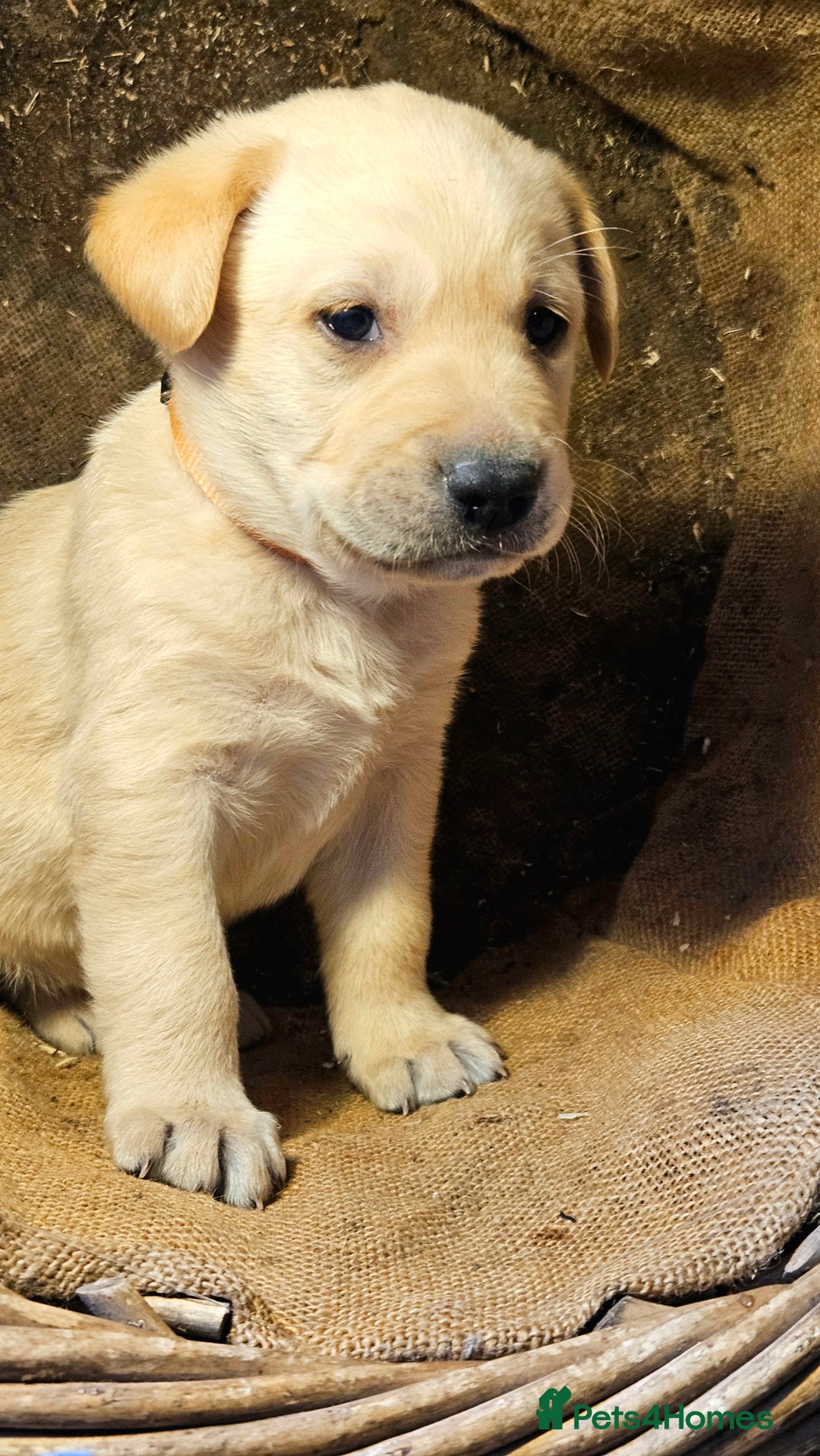 Labrador Retriever dogs for sale: Beautiful litter of KC registered Labrador Puppies - Advert 7