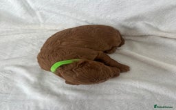 Goldendoodle dogs for sale: Beautiful litter of Goldendoodles  - Image 12