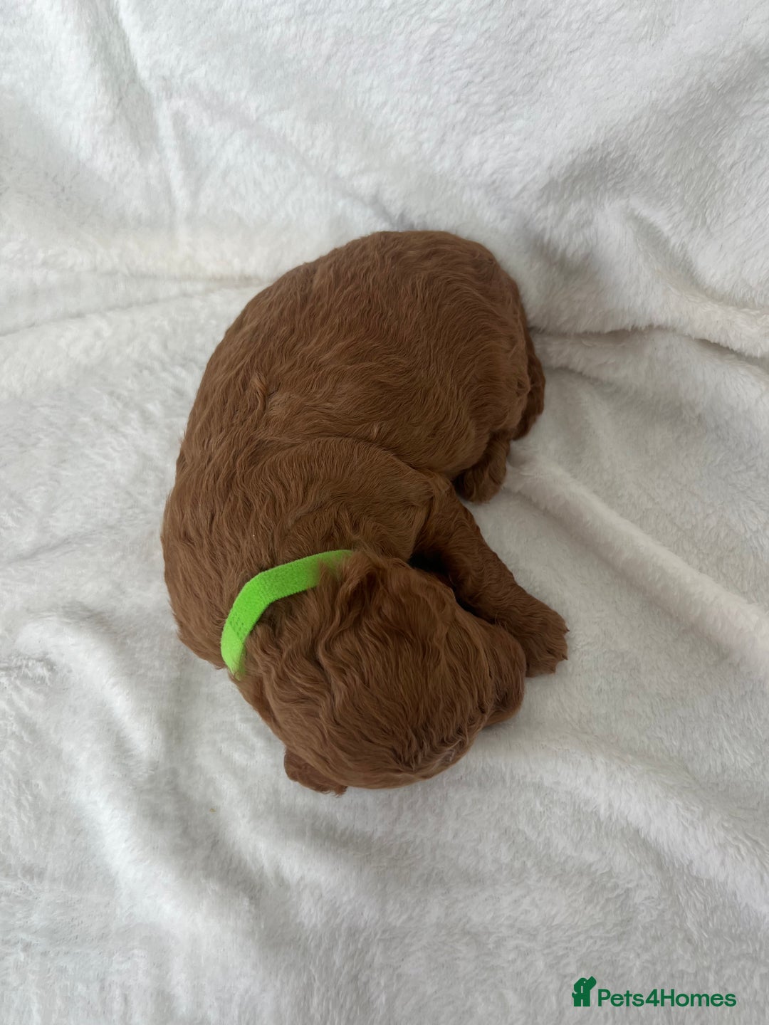Goldendoodle dogs for sale: Beautiful litter of Goldendoodles  - Image 12