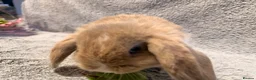 Mini Lop rabbits for sale: Adorable 8-Week-Old Baby Rabbits for Sale 🐰 - Advert 12