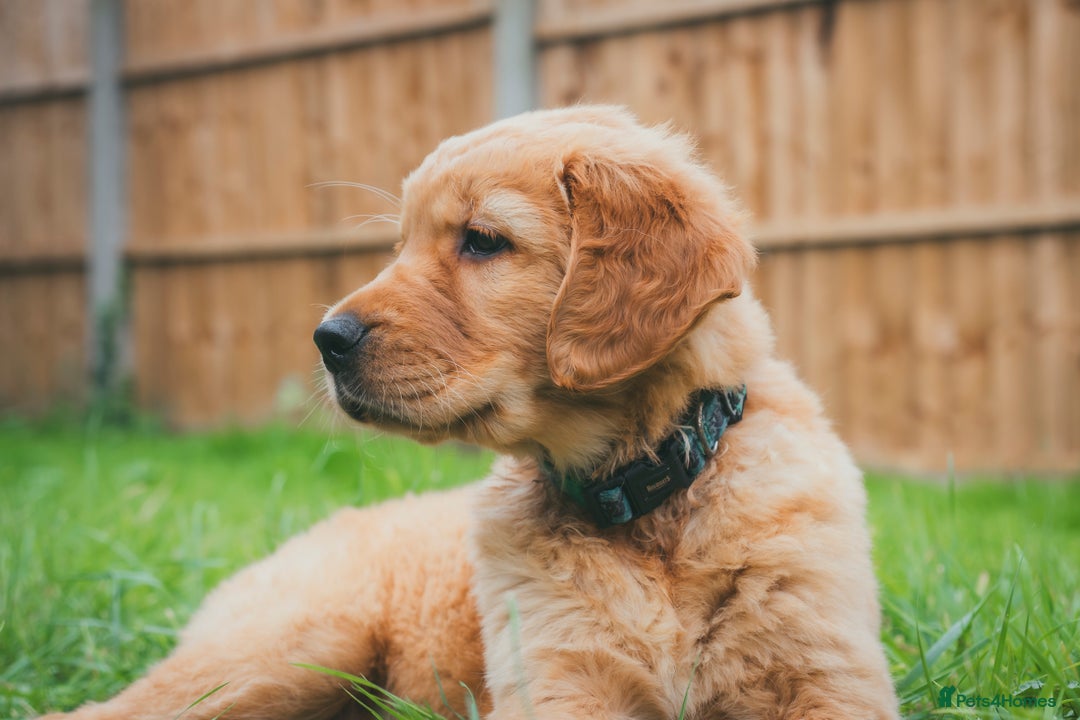 Golden Retriever dogs for sale: Ready now Golden Retriever Puppies KC Dad  - Image 23