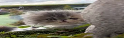 Exotic cats for sale: 2 Exotic kittens both fluffy male and female  - Advert 22