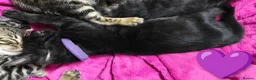 Bengal cats for sale: Pedigree glitter Bengals available soon - Advert 25