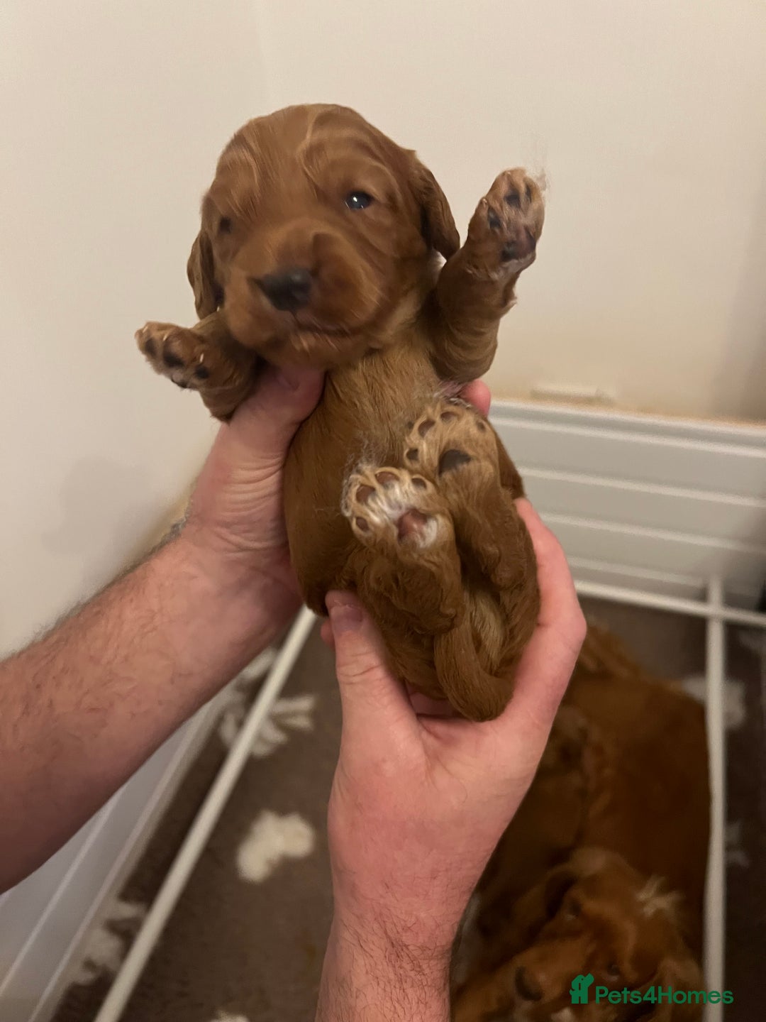 Cockapoo dogs for sale: F1 Cockapoo puppies from health tested parents  - Advert 11