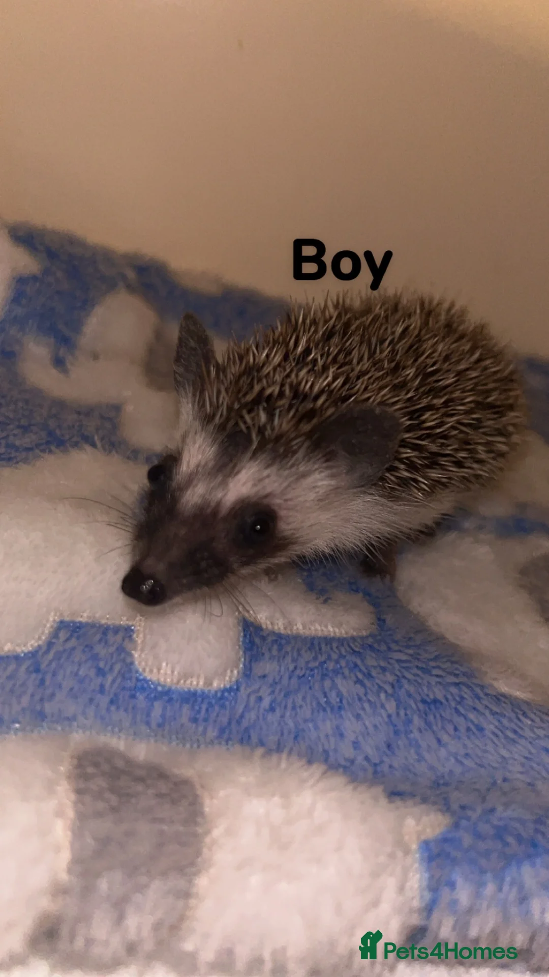 Pygmy Hedgehog rodents for sale: Pygmy hedgehog babies available  - Advert 2