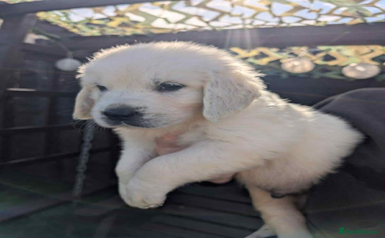 Golden Retriever dogs - Advert 3