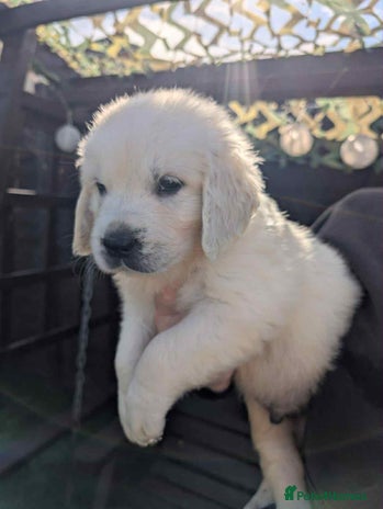 Golden Retriever dogs - Advert 9