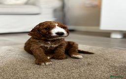 Cockapoo dogs for sale: Beautiful Cockapoo F2 puppies  - Image 12